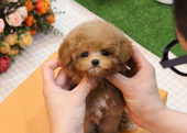 KORE KAN TOY POODLE